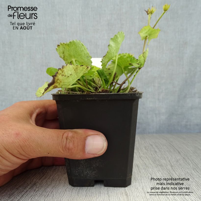 Esemplare di Caltha palustris var. alba - Calta palustre Vasetto da 8/9 cm consegnato in estate