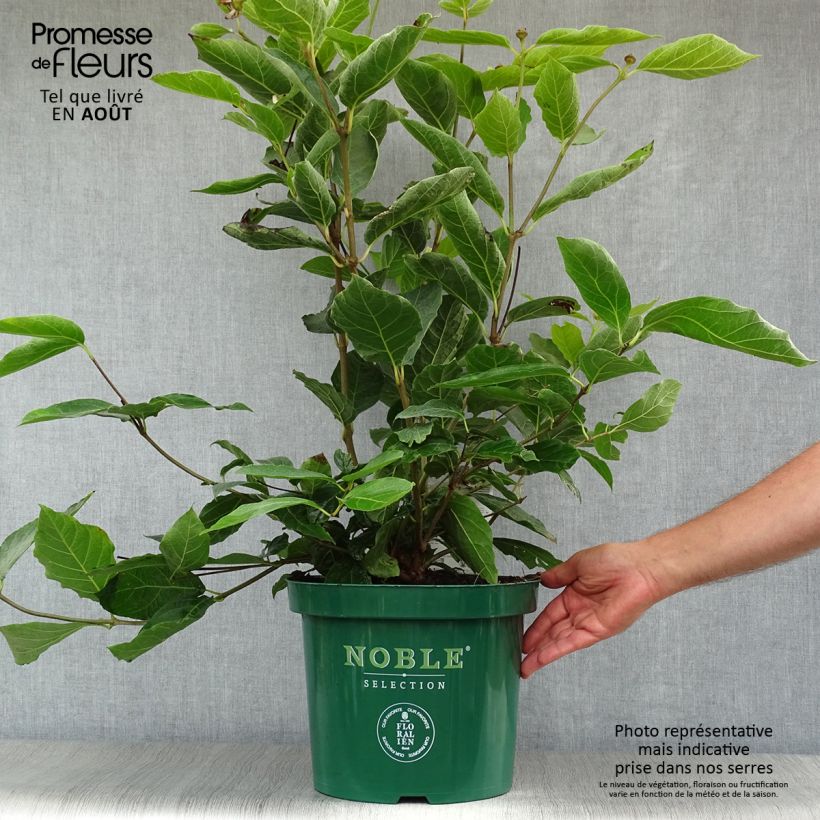 Esemplare di Calycanthus raulstonii Venus - Calicanto Vaso da 7,5L/10LAltezza consegnata circa 60/70cm consegnato in estate