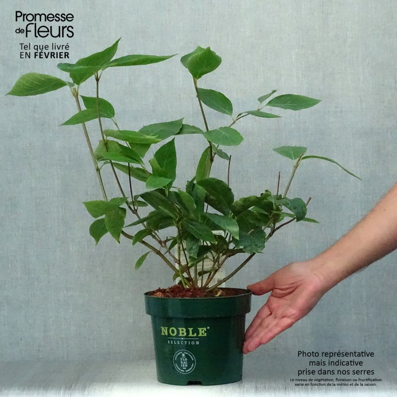 Esemplare di Calycanthus raulstonii Venus - Calicanto Vaso da 3L/4L come consegnato in autunno