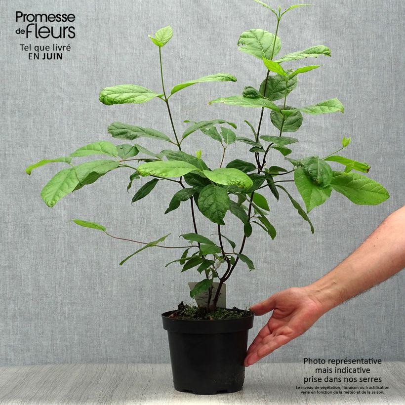 Esemplare di Calycanthus floridus - Calicanto d'Estate Vaso da 2L/3L consegnato in estate