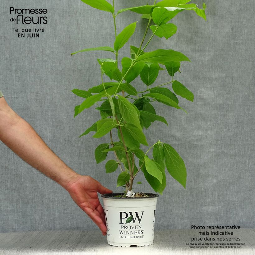 Esemplare di Calycanthus raulstonii Aphrodite - Calicanto Vaso da 2L/3L consegnato in estate