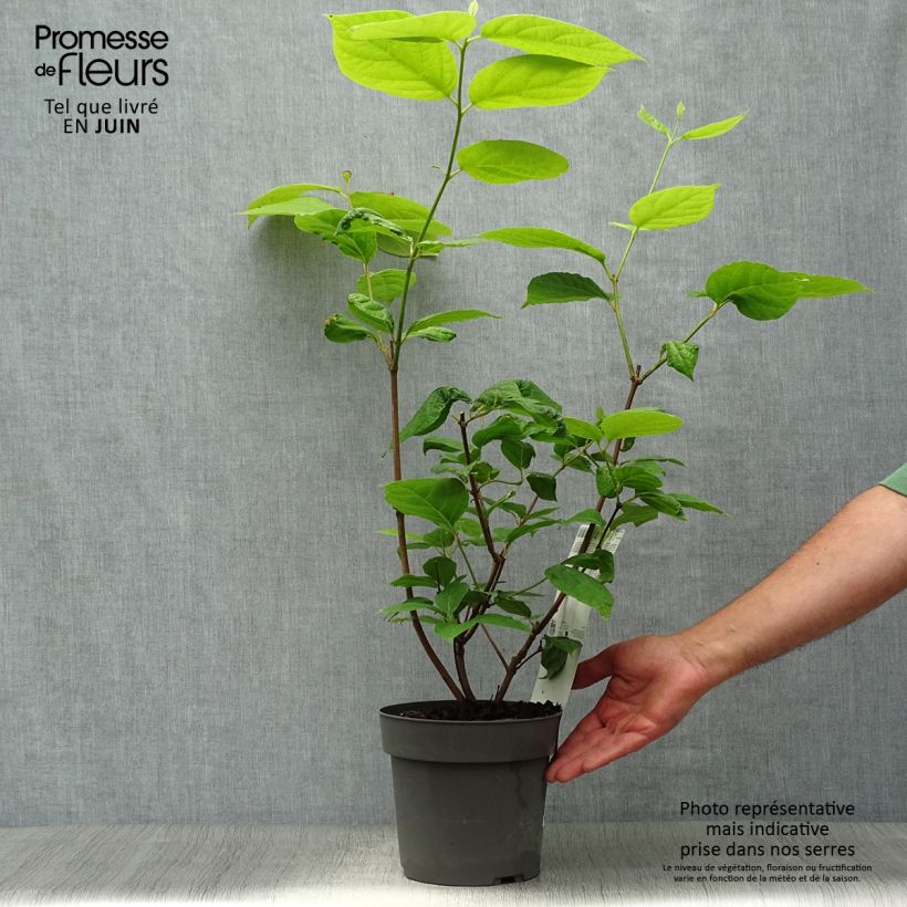 Esemplare di Calycanthus raulstonii Hartlage Wine - Calicanto Vaso da 3L/4L consegnato in estate
