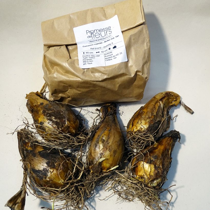Esempio di esemplare Camassia cusickii Confezione taglia 14+ come consegnato