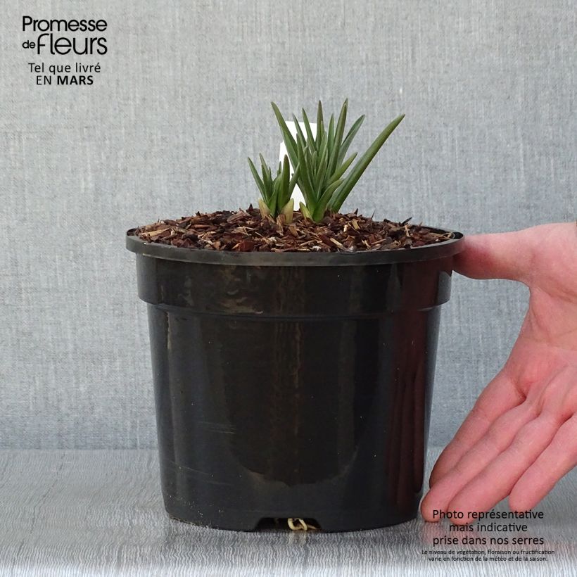 Camassia cusickii Vaso da 2L/3L esemplare consegnato in inverno