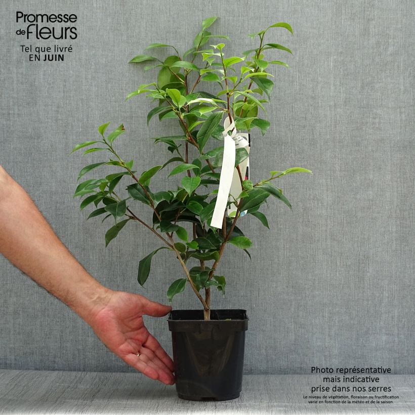Esemplare di Camellia japonica Blood of China Vaso da 2L/3L consegnato in estate