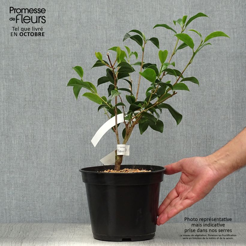 Esemplare di Camellia japonica Bokuhan Vaso da 3L/4L come consegnato in autunno
