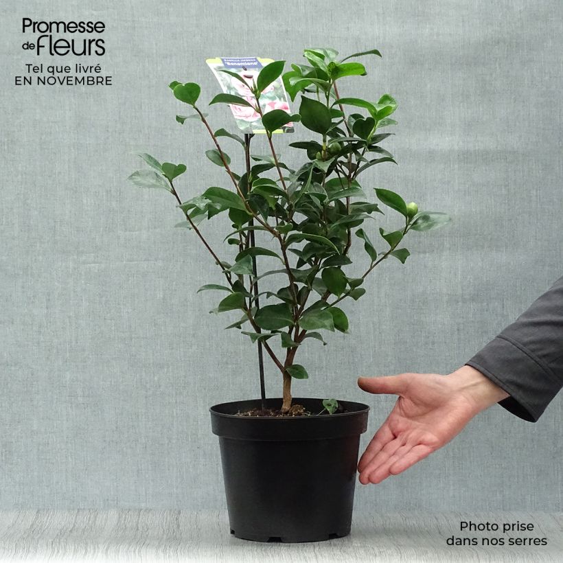 Esemplare di Camellia japonica Bonomiana Vaso da 3L/4L come consegnato in autunno