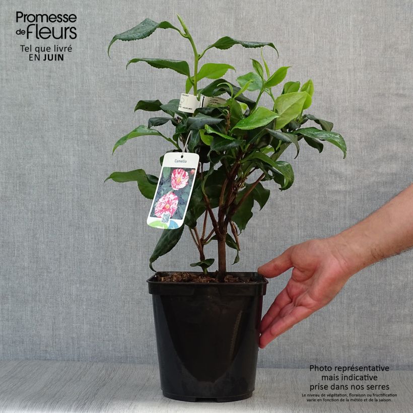 Esemplare di Camellia japonica Dainty California Vaso da 2L/3L consegnato in estate