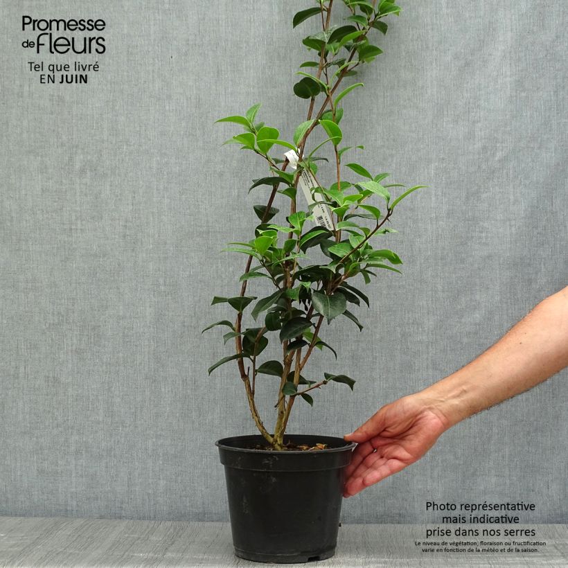 Esemplare di Camellia williamsii EG Waterhouse Vaso da 4L/5L consegnato in estate