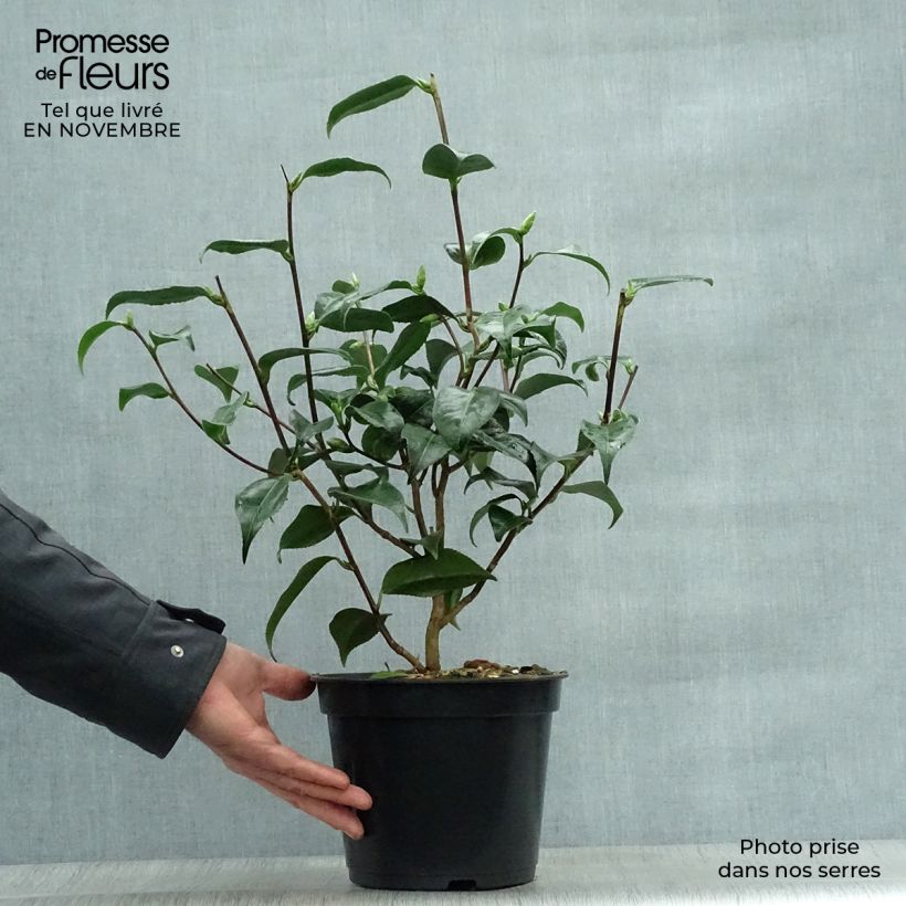 Esemplare di Camellia japonica Hagoromo Vaso da 4L/5L come consegnato in autunno