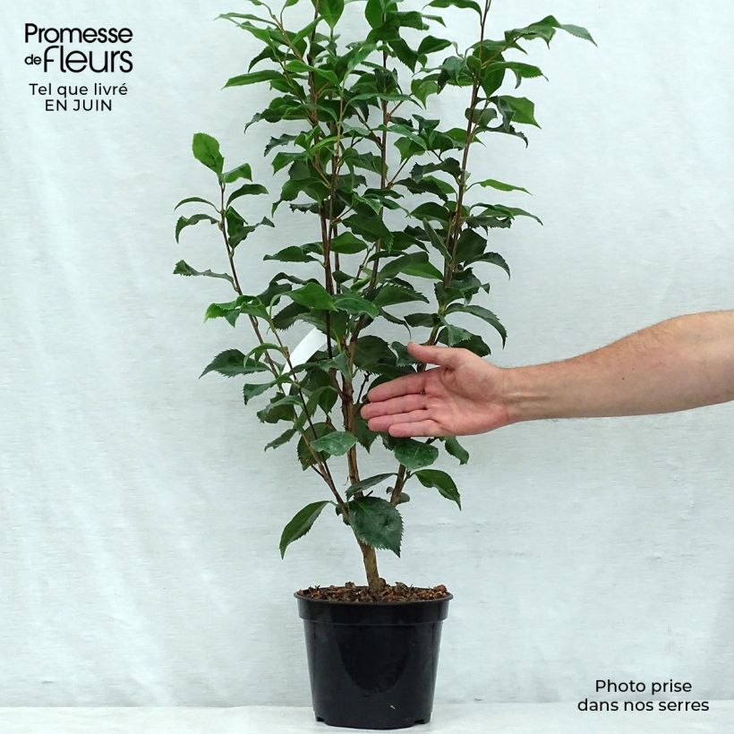 Esemplare di Camellia japonica Holly Bright Vaso da 4L/5L consegnato in estate
