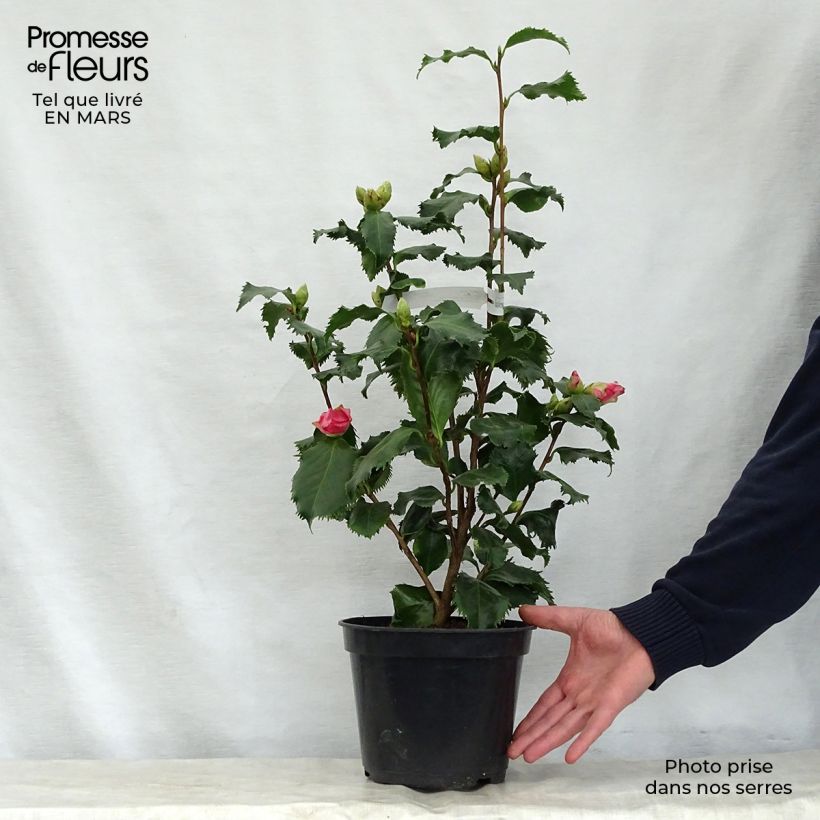 Camellia japonica Holly Bright Vaso da 4L/5LAltezza consegnata circa 60/70cm esemplare consegnato in primavera