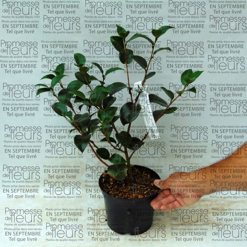 Esempio di esemplare Camellia japonica Il Gioiello Vaso da 2L/3L come consegnato