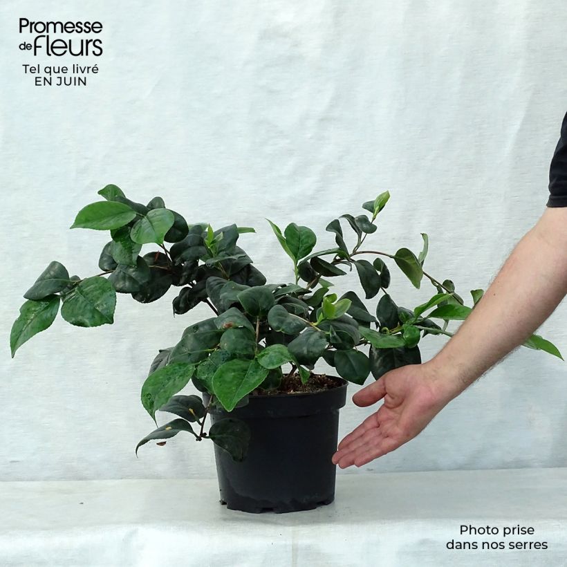 Esemplare di Camellia japonica Lady Campbell Vaso da 3L/4L consegnato in estate