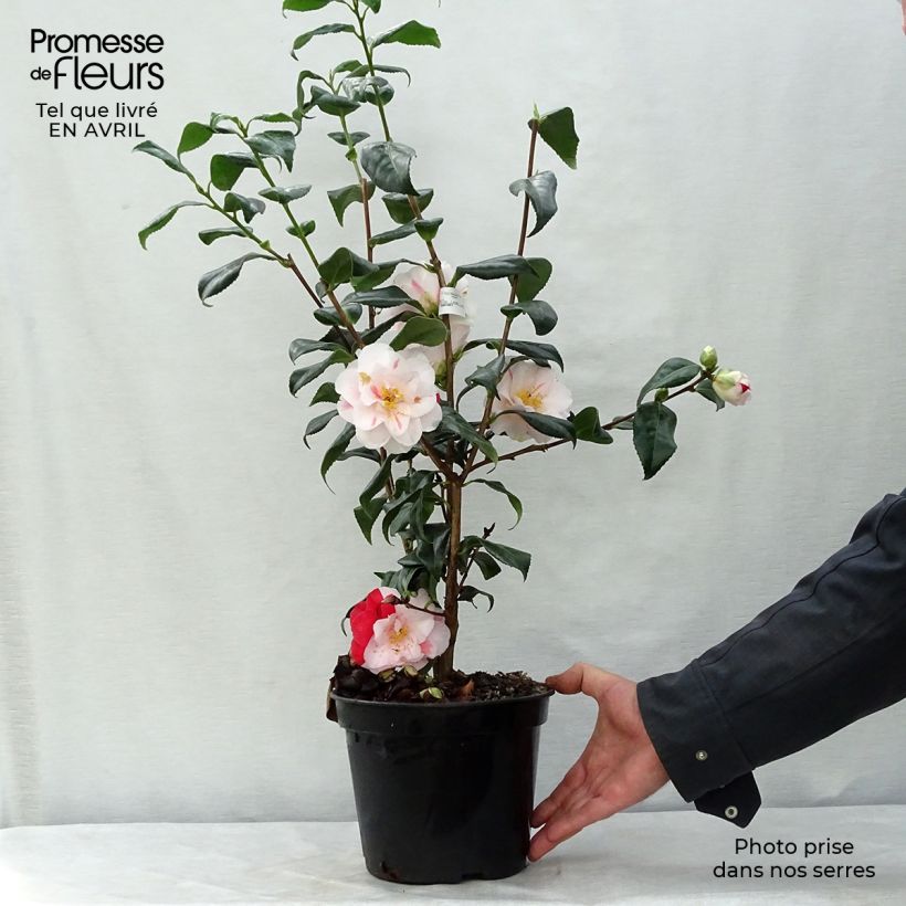 Camellia japonica Lady Vansittart Vaso da 3L/4L esemplare consegnato in primavera