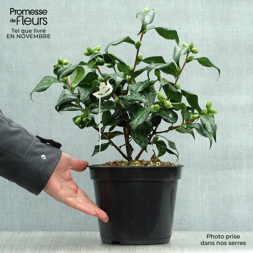 Esemplare di Camellia japonica Lady Vansittart Vaso da 3L/4L come consegnato in autunno