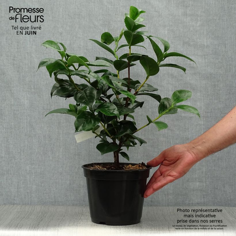 Esemplare di Camellia japonica Lavinia Maggi Vaso da 3L/4L consegnato in estate