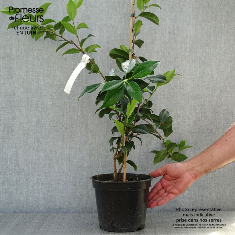 Esemplare di Camellia williamsii Lucky Star Vaso da 4L/5L consegnato in estate