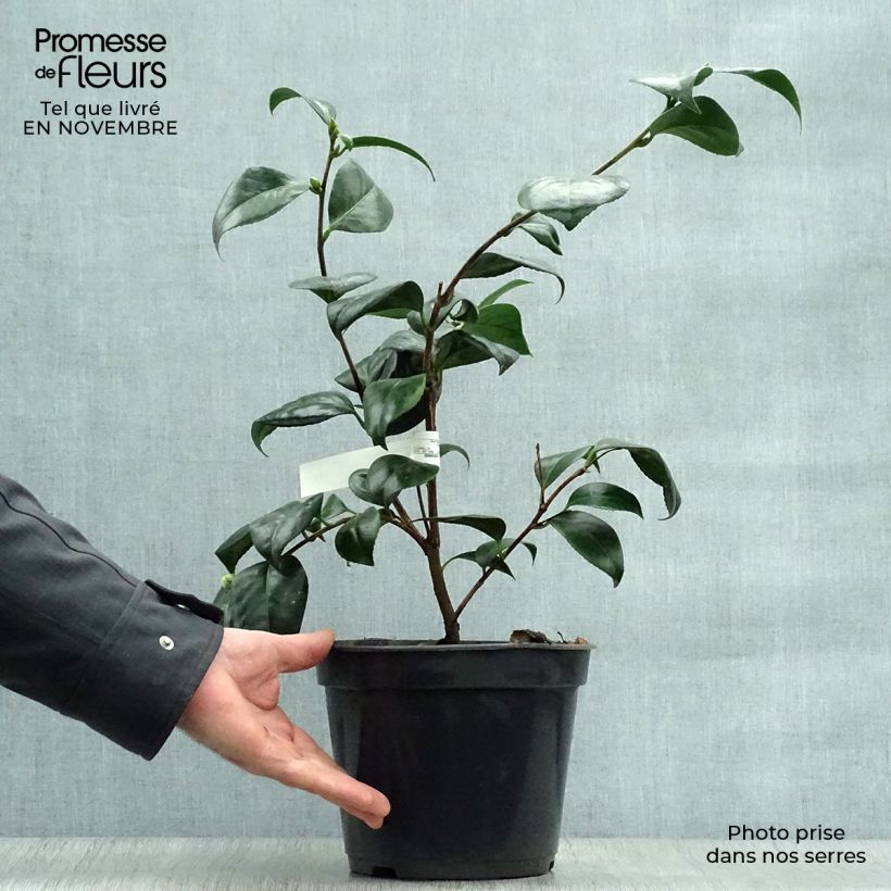 Esemplare di Camellia japonica Montironi Vaso da 4L/5L come consegnato in autunno