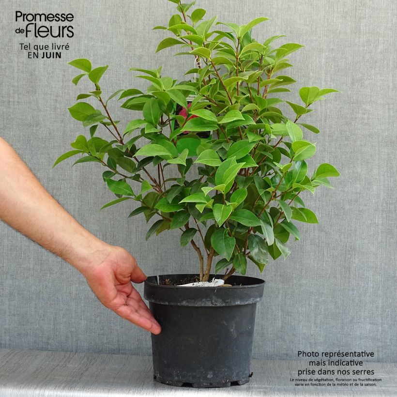 Esemplare di Camellia japonica Mrs Tingley Vaso da 3L/4L consegnato in estate