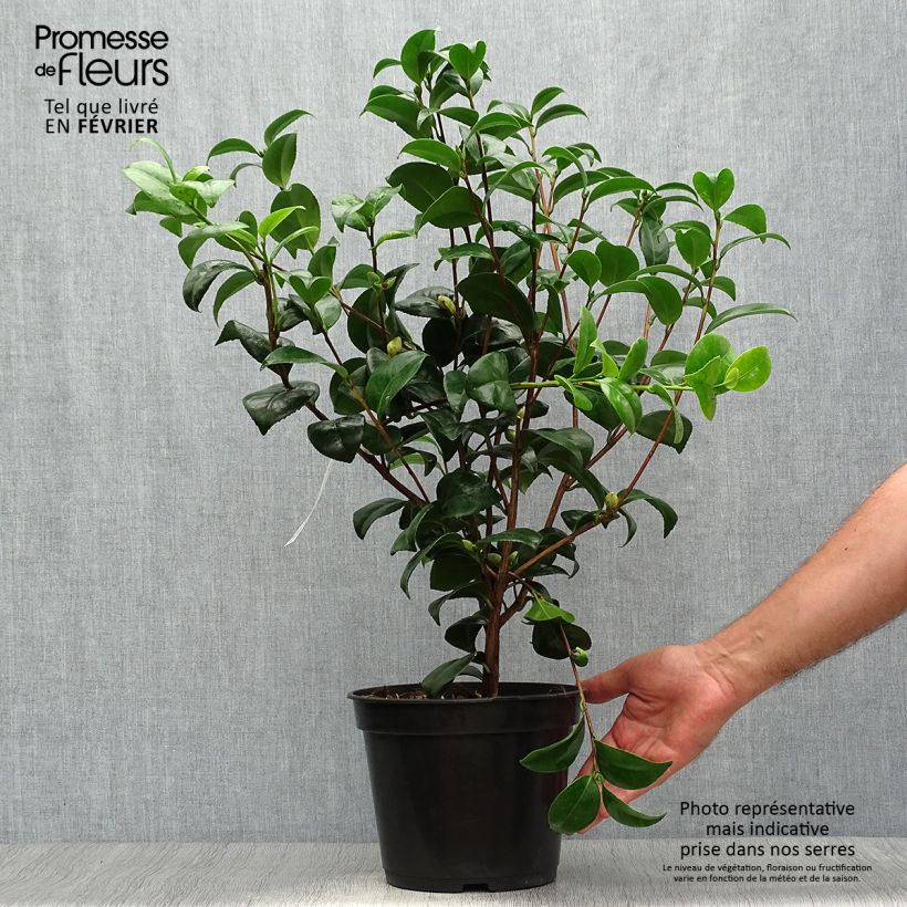 Esemplare di Camellia japonica Nobilissima Vaso da 4L/5L come consegnato in autunno