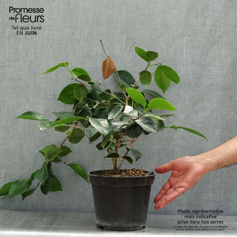 Esemplare di Camellia japonica de Higo Okan Vaso da 4L/5L consegnato in estate