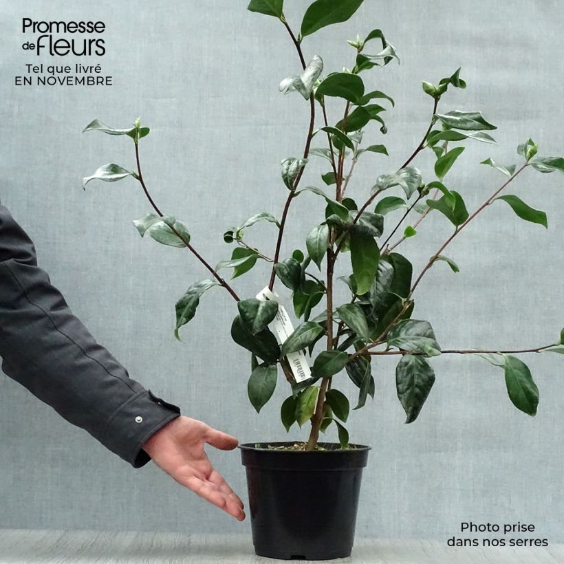 Esemplare di Camellia japonica Paddy's Perfumed Vaso da 4L/5L come consegnato in autunno