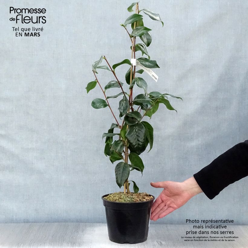 Camellia japonica Paddy's Perfumed Vaso da 4L/5L esemplare consegnato in primavera