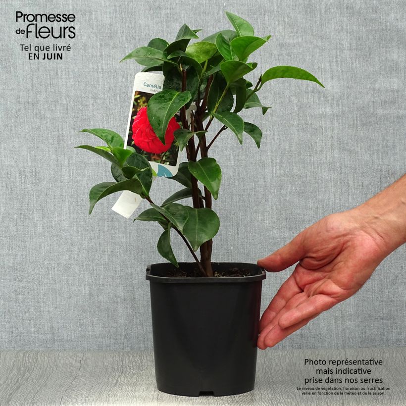 Esemplare di Camellia japonica Roger Hall Vaso da 3L/4L consegnato in estate