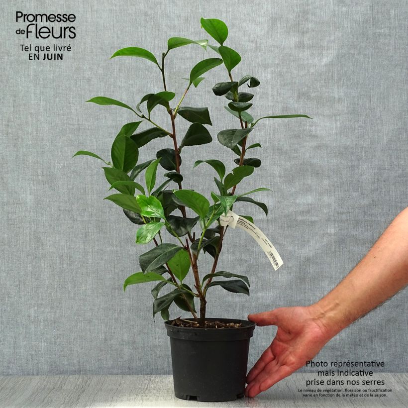 Esemplare di Camellia japonica San dimas Vaso da 2L/3L consegnato in estate