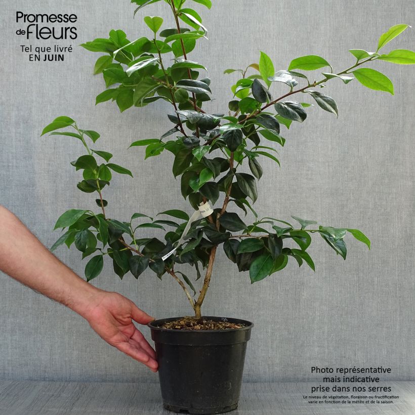 Esemplare di Camellia japonica Sanpei Tsubaki Vaso da 4L/5L consegnato in estate