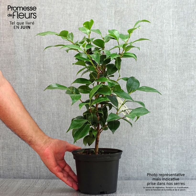 Esemplare di Camellia japonica Stacy Susan Vaso da 2L/3L consegnato in estate