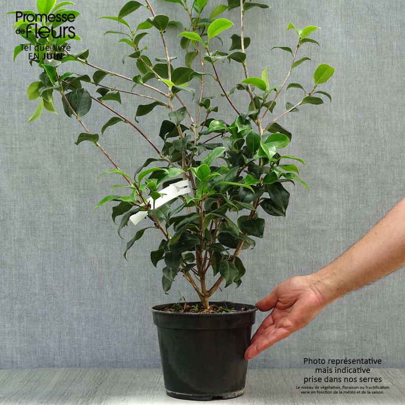 Esemplare di Camellia japonica Sunny Side Vaso da 4L/5L consegnato in estate
