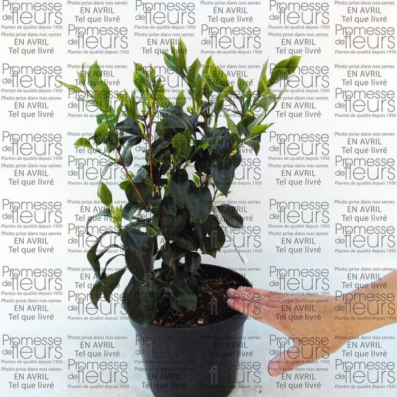 Esempio di esemplare Camellia japonica Sweet Olive Vaso da 4L/5LAltezza consegnata circa 30/40cm come consegnato
