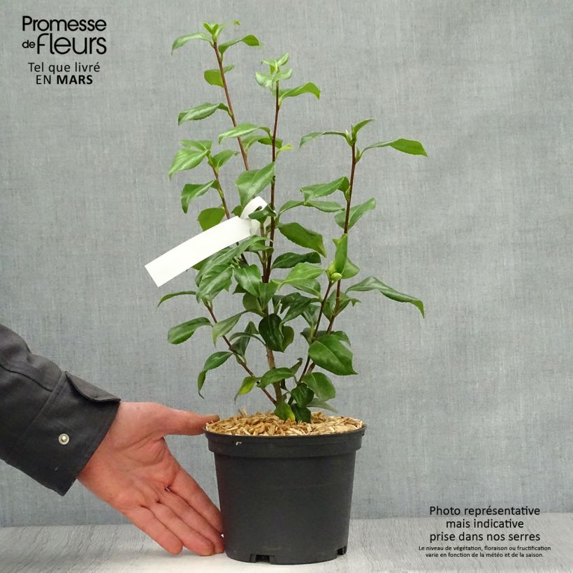 Camellia japonica Sweet Olive Vaso da 2L/3LAltezza consegnata circa 30/40cm esemplare consegnato in primavera