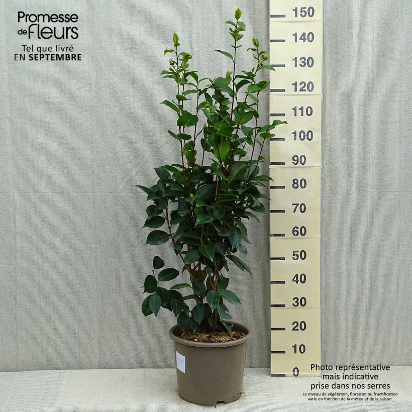 Esemplare di Camellia japonica Traverso Vaso da 12L/15L consegnato in estate