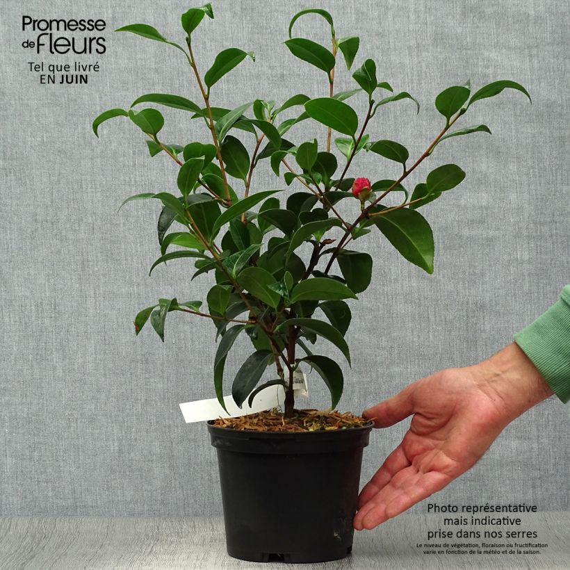 Esemplare di Camellia japonica Volunteer Vaso da 2L/3L consegnato in estate