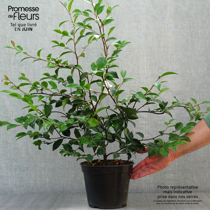 Esemplare di Camellia Cinnamon Cindy Vaso da 3L/4L consegnato in estate