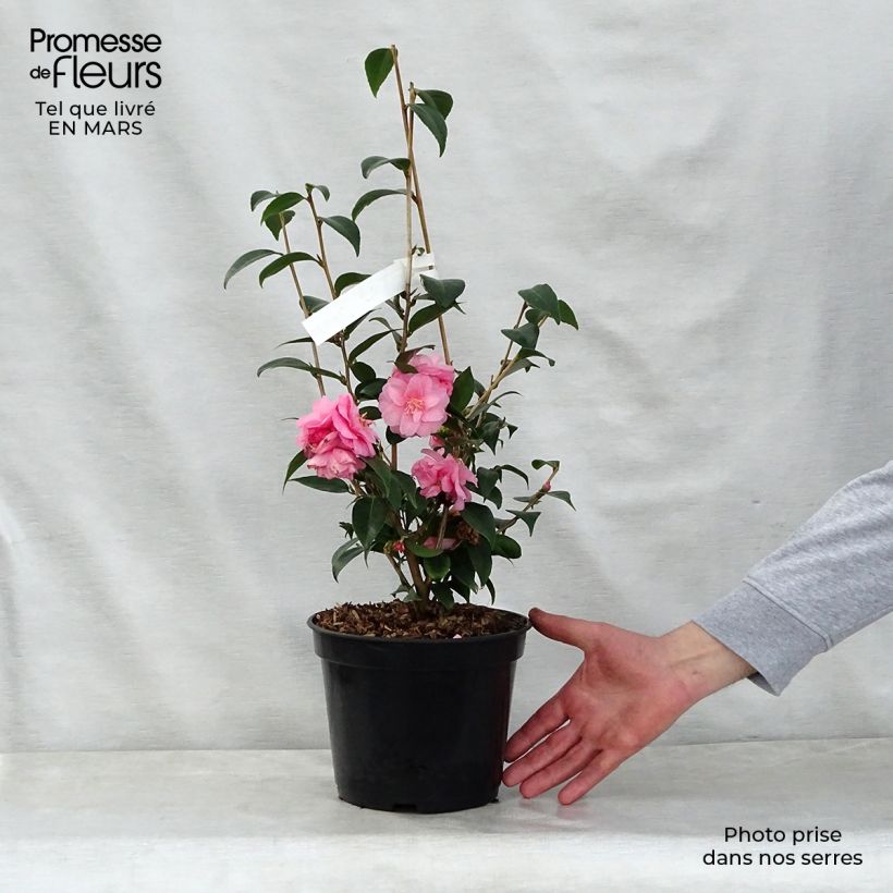 Camellia Spring Festival Vaso da 3L/4L esemplare consegnato in primavera