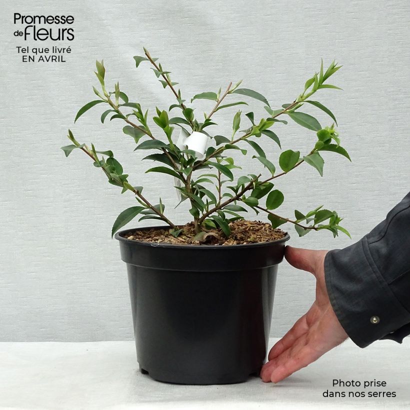 Camellia lutchuensis Sweet Emily Kate Vaso da 4L/5L esemplare consegnato in primavera
