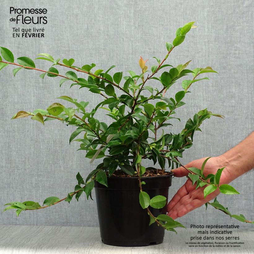 Esemplare di Camellia lutchuensis Sweet Emily Kate Vaso da 4L/5L come consegnato in autunno