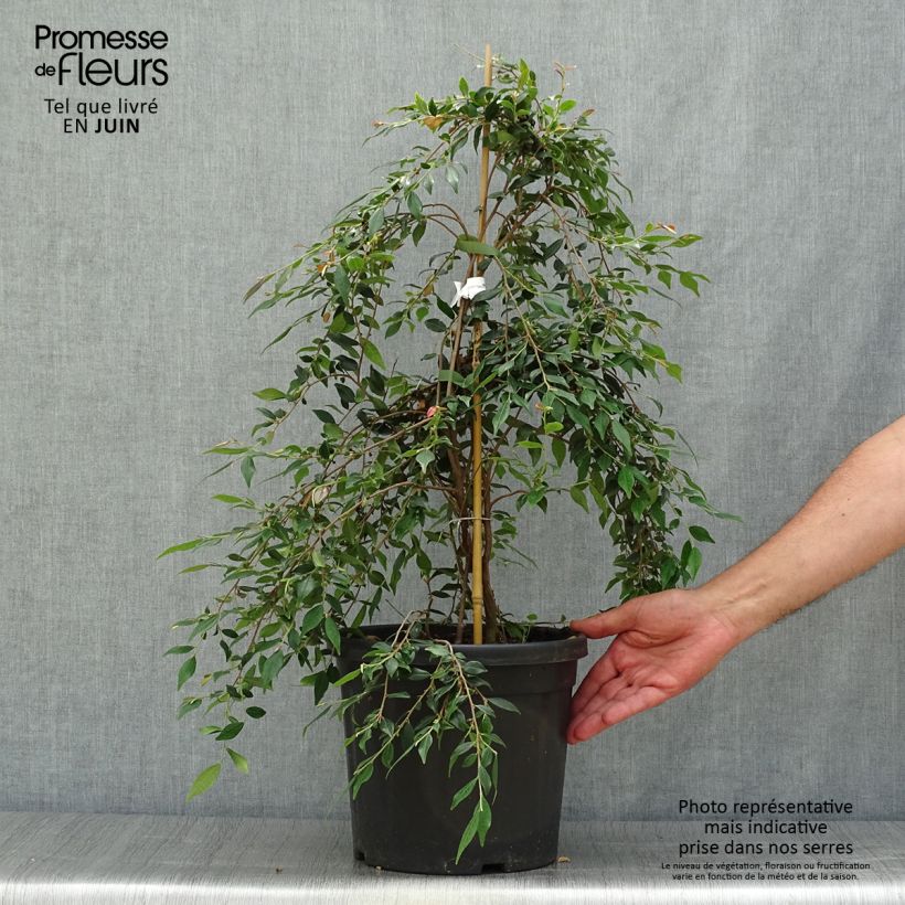 Esemplare di Camellia rosthoriana Cupido Vaso da 7,5L/10L consegnato in estate