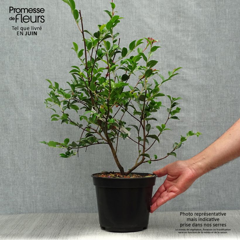 Esemplare di Camellia lutchuensis Fairy blush Vaso da 3L/4L consegnato in estate