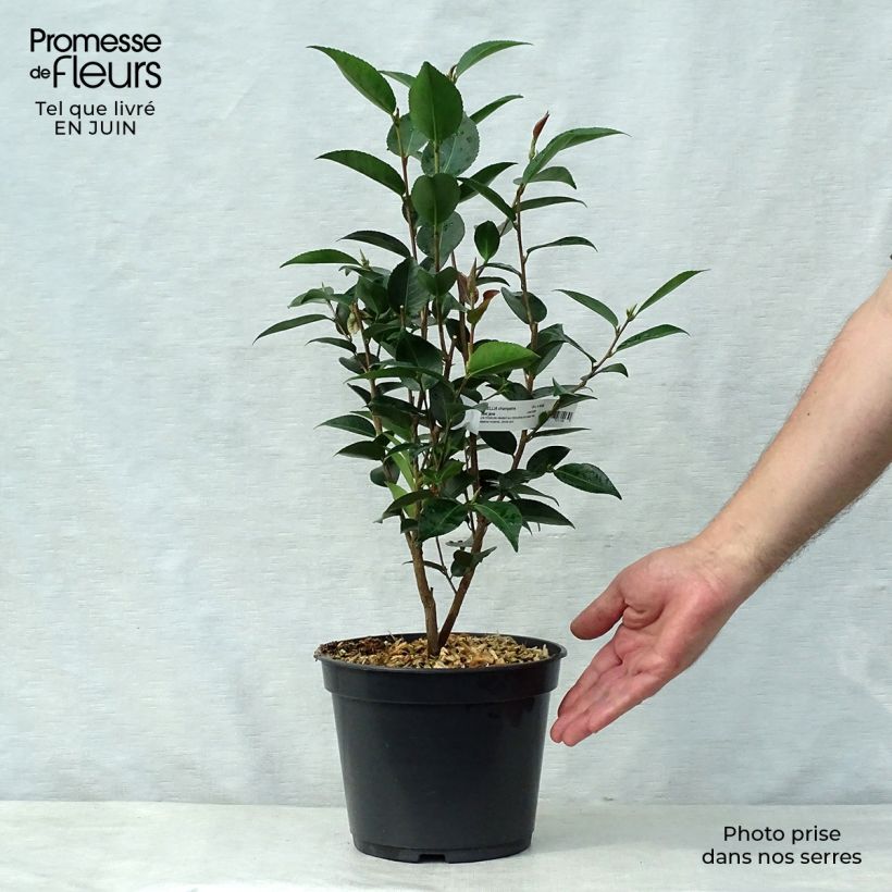 Esemplare di Camellia transnokoensis Sweet Jane Vaso da 4L/5L consegnato in estate