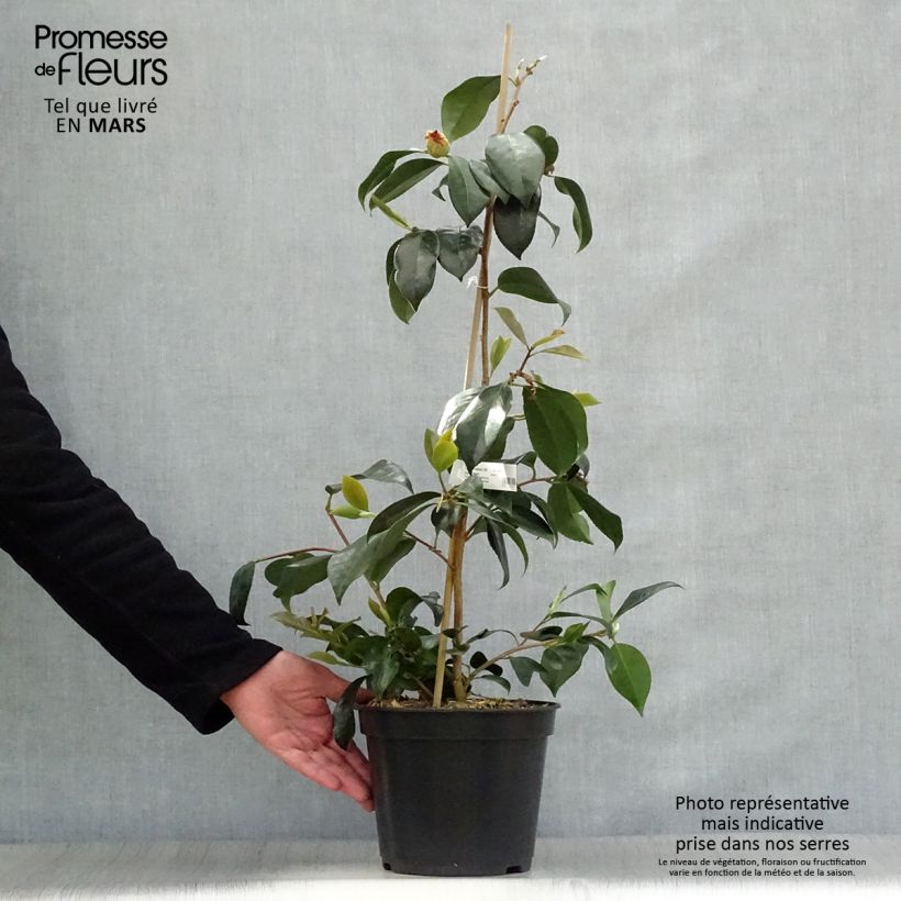 Camellia japonica chandleri Elegans Vaso da 4L/5L esemplare consegnato in primavera