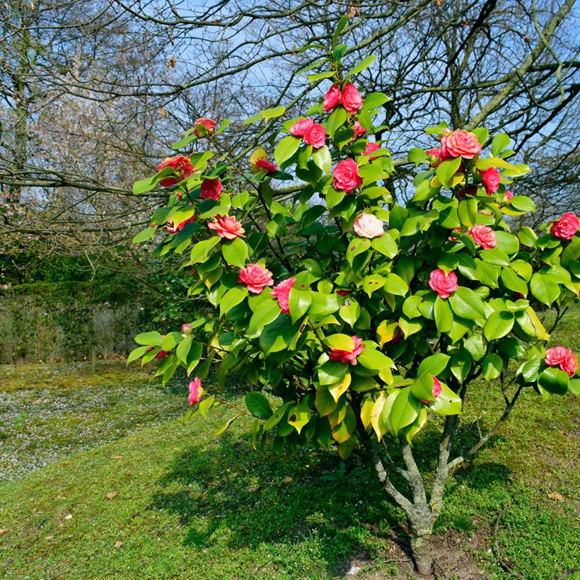 Camellia japonica chandleri Elegans (Porto)