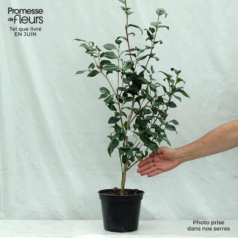 Esemplare di Camellia japonica Marshmallow Vaso da 4L/5L consegnato in estate