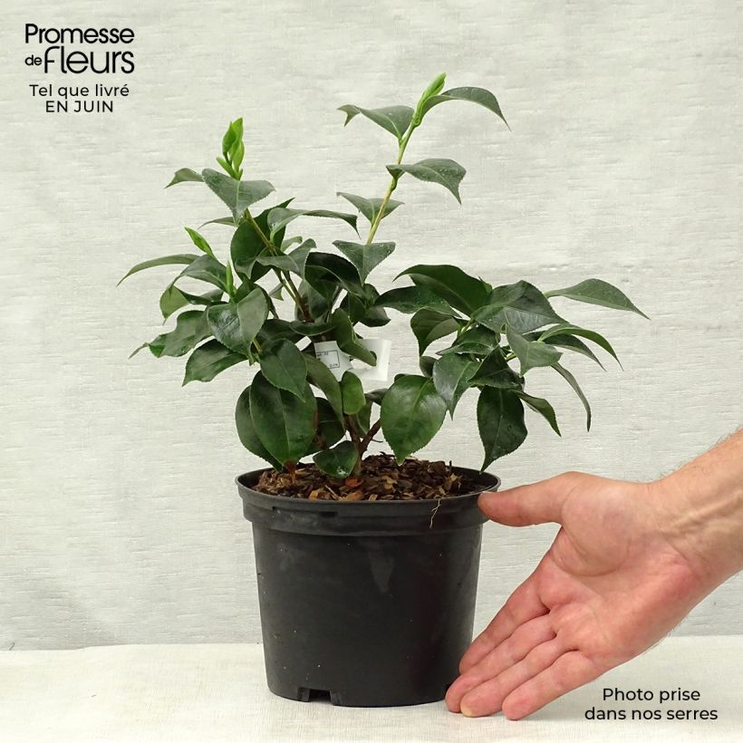 Esemplare di Camellia Botanyuki Vaso da 2L/3L consegnato in estate
