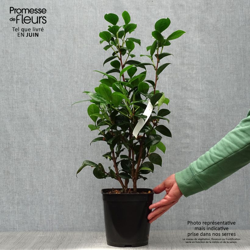 Esemplare di Camellia Dahlonega Vaso da 4L/5L consegnato in estate
