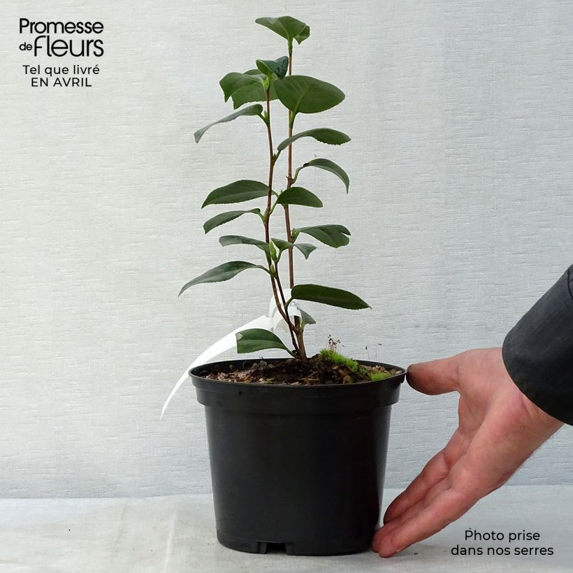 Camellia Look Away Vaso da 2L/3L esemplare consegnato in primavera